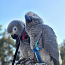 Серый попугай (фото #2)