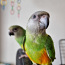 Сенегальский попугай (фото #4)