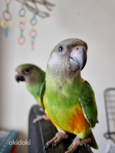 Сенегальский попугай (фото #4)