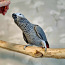 Серый попугай (фото #5)