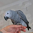 Серый попугай (фото #2)