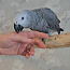 Серый попугай (фото #3)