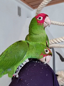 Punapea-aratinga Psittacara erythrogenys (4 foto / 7)
