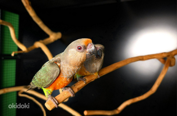Punakõhu papagoi Poicephalus rufiventris