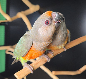 Punakõhu papagoi Poicephalus rufiventris (7 foto / 7)
