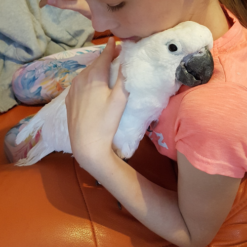 Белый какаду (Cacatua alba)