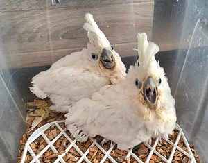 Valge kakaduu (Cacatua alba) (3 foto / 8)