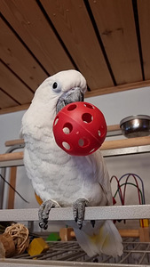 Valge kakaduu (Cacatua alba) (6 foto / 8)
