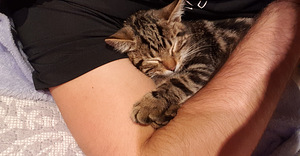 Кошка (1 фото из 2)