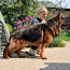 Чистокровные щенки длинношерстной немецкой овчарки (фото #3)