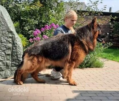 Чистокровные щенки длинношерстной немецкой овчарки (фото #3)