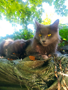 Котята мейн куна (3 фото из 10)
