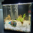 Müüa akvaariumi juwel 60 (foto #4)