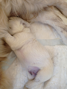 Zolotistij retriever (2 foto no 3)