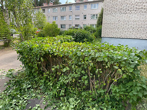 Muru niitmine, põõsaste/puude pügamine, muud heakorratööd (1 foto / 1)