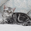 Tīršķirnes britu tabby kaķēns (foto #1)