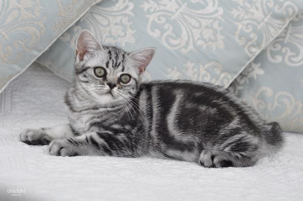 Породистый британский мраморный котенок (фото #1)