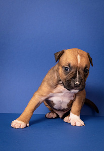 Amstaff (4 foto no 9)