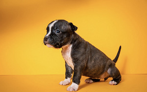 Amstaff (5 foto no 9)