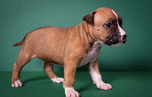 Amstaff (6 foto no 9)