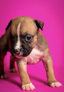 Amstaff (8 foto no 9)