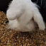 Anname küüliku headesse kätesse tasuta😊 Отдадим кролика в хо (фото #3)