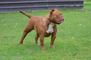 Vana inglise buldog (8 foto / 8)