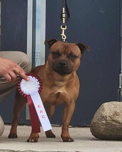 Стаффордширский бультерьер (5 фото из 6)