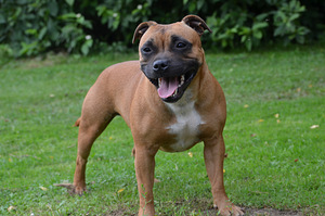 Стаффордширский бультерьер (6 фото из 6)