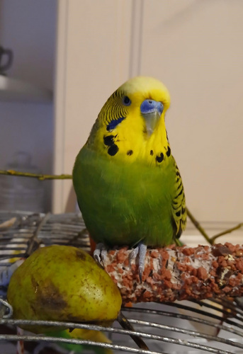 Papagoid