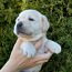Labradora retrīvera kucēni (foto #4)