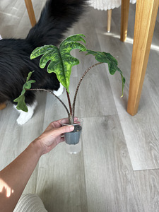 Alocasia Tandurusa Jacklyn (2 foto / 7)
