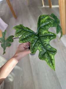 Alocasia Tandurusa Jacklyn (4 foto / 7)