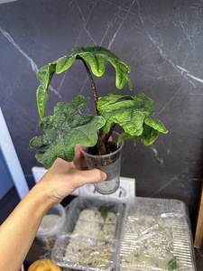 Alocasia Tandurusa Jacklyn (5 foto / 7)