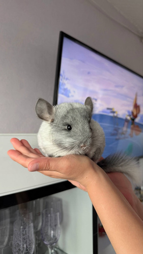 Šinšilla