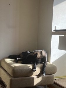 Lahke ja aktiivne kutsikas otsib uut kodu (2 foto / 9)