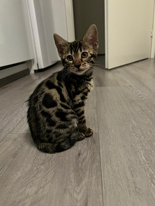 Kissanpentu (1 valokuva sivusta 3)