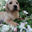 Labradoro šuniukai (nuotrauka #2)