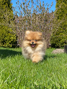 Pomeranian (1 foto no 5)