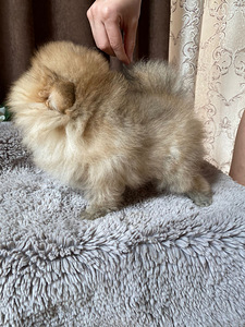 Pomeranian (3 foto no 3)