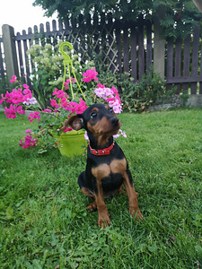 Pundurpincers (1 foto no 5)