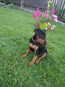 Pundurpincers (2 foto no 5)