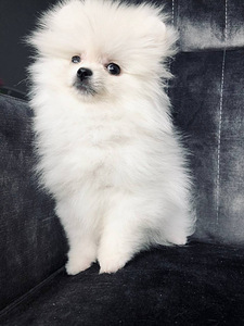 Valge pomeranian (5 foto / 8)