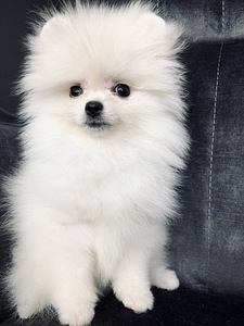Valge pomeranian (6 foto / 8)