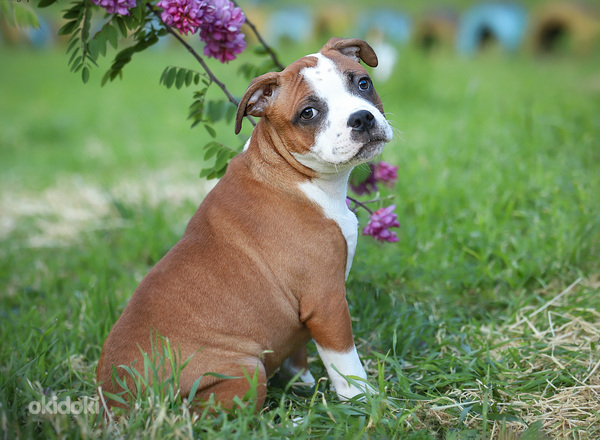 Štāba bulterjera kucēni