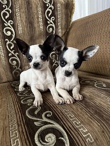 Чихуахуа (Chihuahua) (1 фото из 5)
