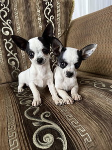 Чихуахуа (Chihuahua) (2 фото из 5)