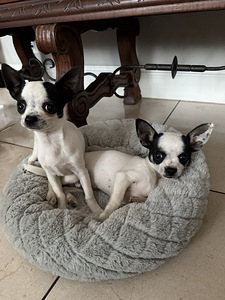Чихуахуа (Chihuahua) (3 фото из 5)
