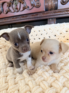 Chihuahua kutsikad (5 foto / 10)