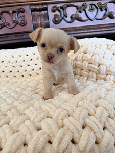 Chihuahua kutsikad (9 foto / 10)